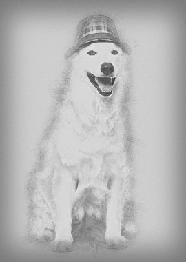 Swiss White Shepherd dog