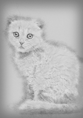 Portrait of Scottish Fold