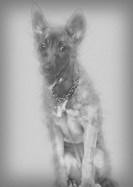 Portrait of Belgian shephe