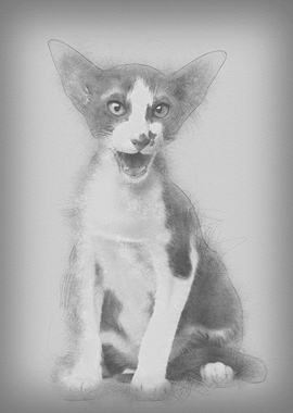 Oriental shorthair sitting