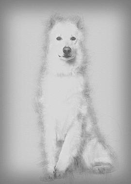 Swiss Shepherd dog 3 years