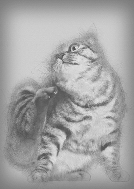 Kurilian Bobtail cat 1 yea