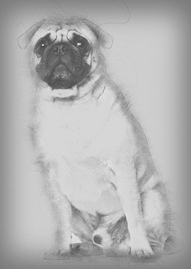 Pug 3 years old sitting ag