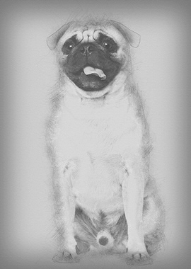 Pug 3 years old sitting ag