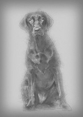 Labrador Retriever dog 8 m