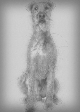 Irish Yerrier dog 3 years