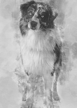 Australian Shepherd dog 14