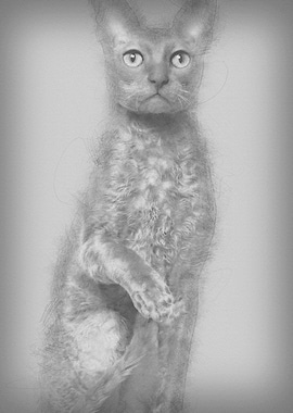 Portrait of Cornish Rex ca