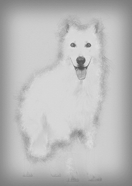 Swiss Shepherd dog 5 years