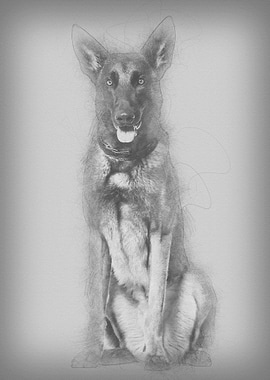 Malinois dog 22 months old