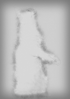 Maine Coon cat 5 months ol