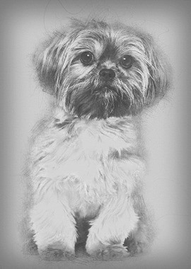 Mixedbreed dog 10 months