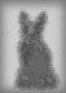 West Highland White Terrie