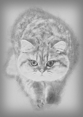 Golden shaded British shor