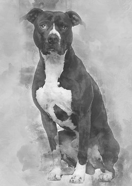 American Pit Bull Terrier