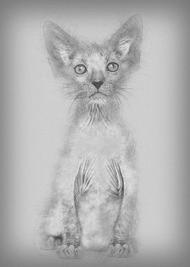 Kitten Lykoi cat 7 weeks o