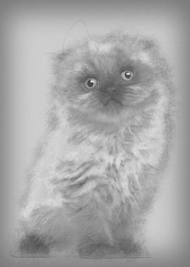 Portrait of Highland fold