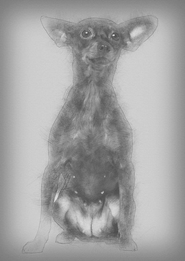 Miniature pincher 3 years