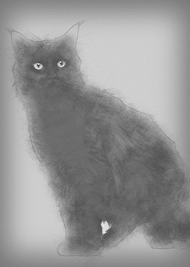 Maine coon 3 years old sit