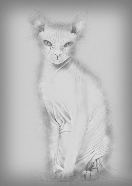 Sphynx Hairless Cat 4 year