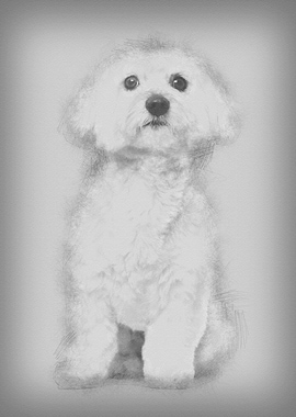 Maltese dog 2 years old si