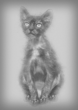 Kitten Lykoi cat 3 months