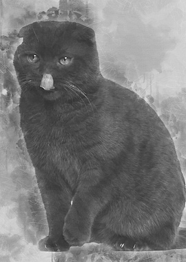 Scottish Fold cat 1 year