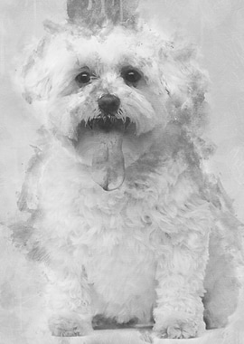 Maltese with tongue out 5