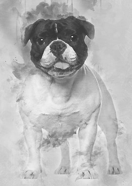 French Bulldog standing ag