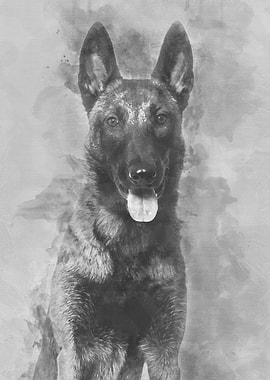 Malinois 1 year old sittin