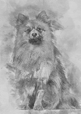 Keeshond dog sitting again