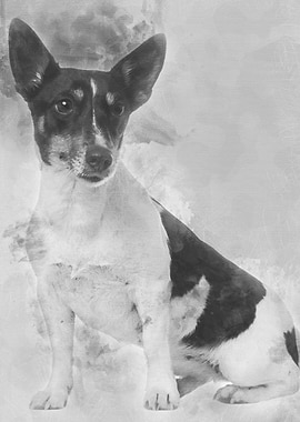 Jack Russell Terrier 5 yea