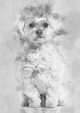 Maltese dog sitting agains