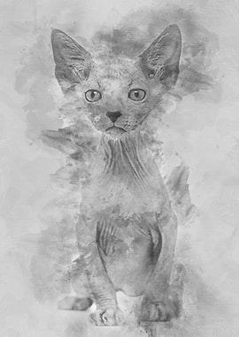 Kitten Lykoi cat 7 weeks o