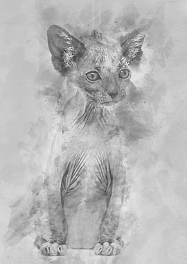 Kitten Lykoi cat 7 weeks o