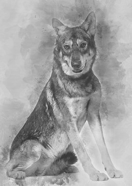 Saarlooswolfhond 18 months