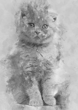 Portrait of Scottish Fold