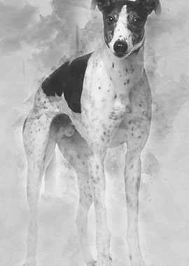 Grey Hound 4 years old sta