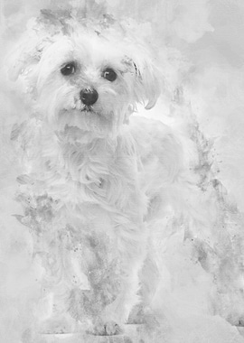 Maltese 1 year old standin