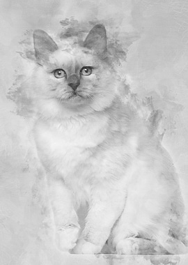 Portrait of Birman cat 5 m