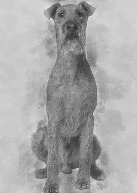 Irish Yerrier dog 3 years