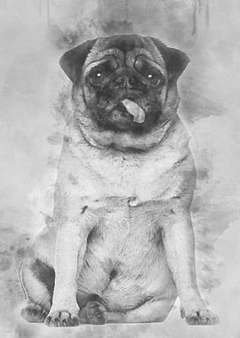 Pug 4 years old sitting ag