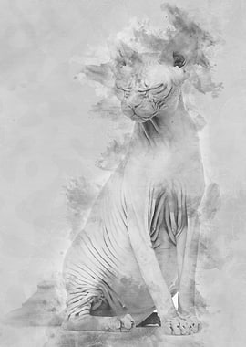 Sphynx 4 years old against