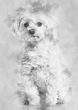 Maltese dog sitting agains