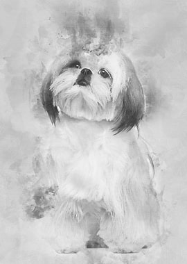 Shih Tzu sitting against w