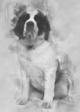 Saint Bernard 15 months ol