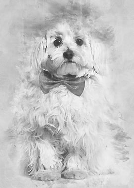 Maltese in bow tie against