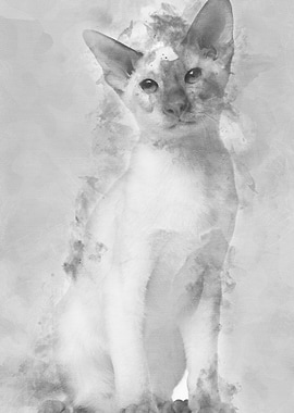 Siamese kitten 5 months ol