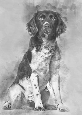 Munsterlander dog 1 year