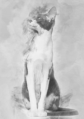 Oriental Shorthair sitting